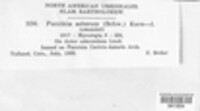 Puccinia asterum image